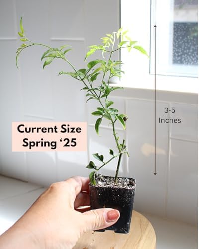 Pink Jasmine Plant Live, Fragrant Jasminum Polyanthum Vine, 2-Inch Pot - Image 2