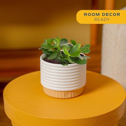 Costa Farms Succulent, Live Indoor Jade Plant, Easy Care, Home Decor - Image 2
