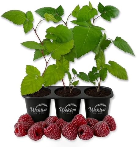 Glencoe Raspberry Bush - 3 Live Starter Plants - Rubus - Edible Berry Bearing Bramble Shrub for Fruit Garden and Patio by WekivaFoliage
