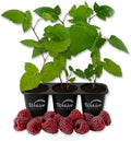 Glencoe Raspberry Bush - 3 Live Starter Plants - Rubus - Edible Berry Bearing Bramble Shrub for Fruit Garden and Patio by WekivaFoliage