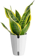 Costa Farms Snake Plant, Live Indoor Plant, Air Purifying, Easy Low Light by Unknown