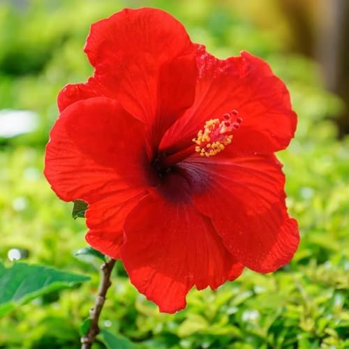4 Red Hibiscus Plants Live, Cold Hardy Flower Bush, 4-7" Tall - Image 3