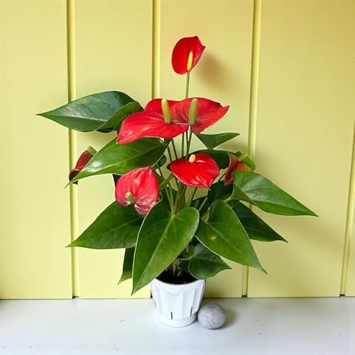 Red Anthurium (12"-14" Tall) Unique and Gorgeous Live Indoor Plant, Easy Care and Easy to Grow, Bloom Plant, 4 inch Pot - Image 4