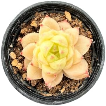 2" Live Succulent Echeveria 'Peachy Cheeks', Easy Care - Image 2