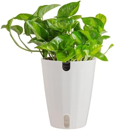 Costa Farms Global Green Golden Pothos, Live Indoor Plant, Trailing Vine by Unknown