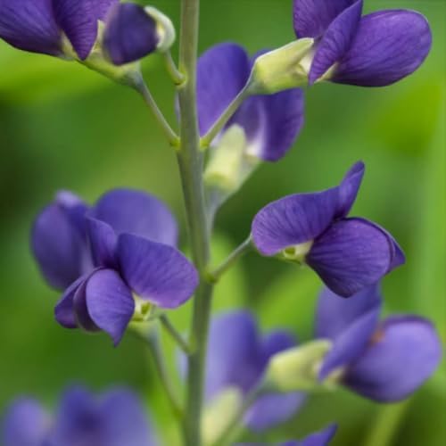 False Indigo Bush - 6-12" Tall Live Plant - Quart Pot - Image 6