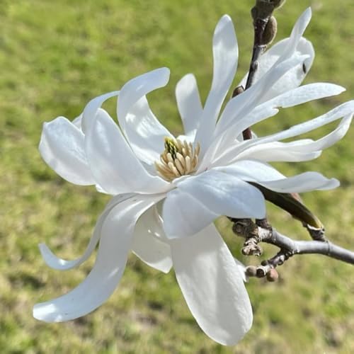 White Magnolia Flower Tree Live Plant, Spring Bloom Tree, 2.5'' Pot - Image 7