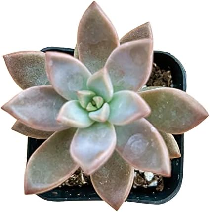 Sprout N Green Golden Sedum Live Sedum adolphi Succulent Plant by SproutNGreen