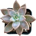 Sprout N Green Golden Sedum Live Sedum adolphi Succulent Plant by SproutNGreen