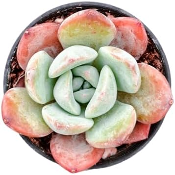 Sprout N Green Echeveria 'Star Mark', Live Succulent Plant - Image 4