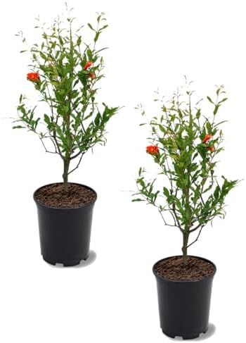 Parfianka Pomegranate Tree, Fruit Bearing, Hardy, 1 gal Nursery Pot, 12-18 in Tree Height (Due to Agricultural Laws, we Cannot Ship to CA, AZ, AK, or HI), 2 Pomegranates by Unknown