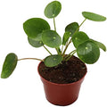 California Tropicals Rare Chinese Money Plant (Pilea Peperomioides) - Live House Plant, 4 Inch Pot for Easy Care, Perfect for Office, Home & Feng Shui Decor, Real Plants for Gardening by CaliforniaTropicals