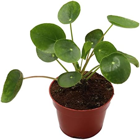 California Tropicals Rare Chinese Money Plant (Pilea Peperomioides) - Live House Plant, 4 Inch Pot for Easy Care, Perfect for Office, Home & Feng Shui Decor, Real Plants for Gardening by CaliforniaTropicals