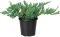 Blue Rug Juniper Wiltonii | 5 Large 4 Inch Pots | Juniperus Horizontalis | Creeping Ground Cover, Low Maintenance Shrub, Drought Tolerant, Evergreen Foliage, Fast Growing, Erosion Control by FloridaFoliage