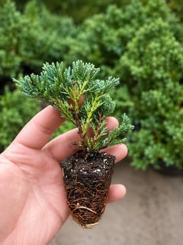 30 Blue Rug Juniper Wiltonii Live Plants | Juniperus Horizontalis | - Image 2