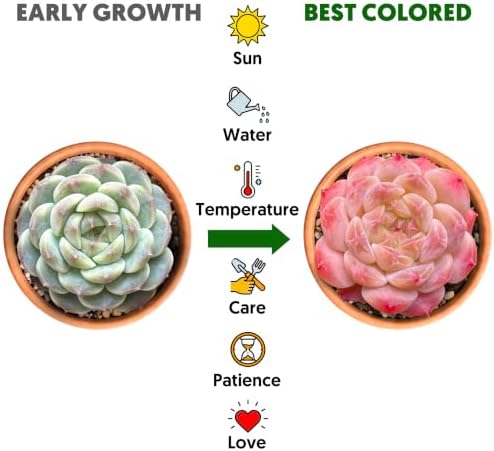 Sprout N Green Sedum adolphii 'Shooting Stars', Live Succulent in 2" Pot - Image 5