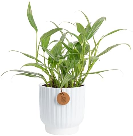Costa Farms Silver Streak Pothos, Live Indoor Plant, Trailing Vine by Unknown
