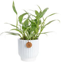 Costa Farms Silver Streak Pothos, Live Indoor Plant, Trailing Vine by Unknown