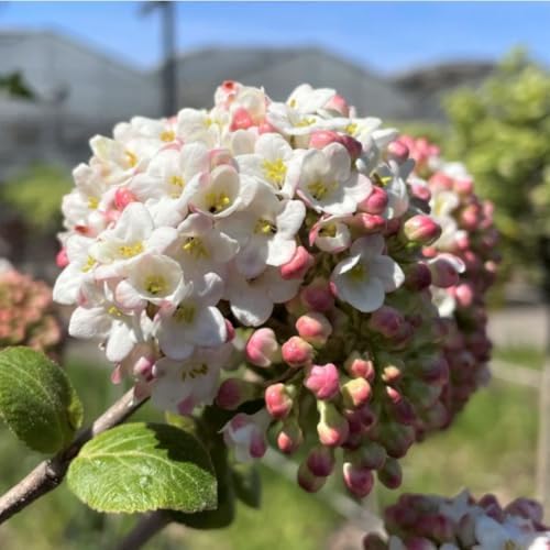 Flowering Almond Tree Plant Live, Ornamental Shrub, 8-12 Inch Tall - Image 7