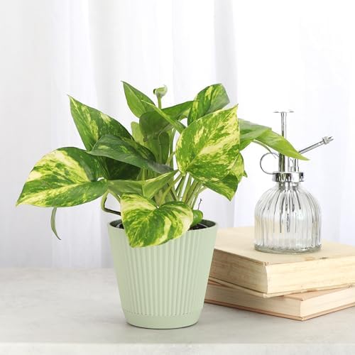 Live Golden Pothos, Indoor Vining Plant, Easy to Grow, 4" Pot - Image 2