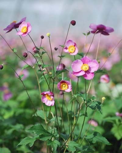 Perennial Farm Anemone Tomentosa 'Robustissima' – Live Windflower Perennial in #1 Container, Soft Pink Blooms, Vigorous & Hardy, Long Blooming, Deer Resistant, Ideal for Borders & Late Summer Color - Image 6