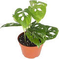 Monstera Adansonii Real Live Indoor Houseplants - Big Low Light Tropical Plant for Air Purifying Decorations - 4" Pots Easy Planting in Homes, Offices, and Outdoor Gardens by CaliforniaTropicals