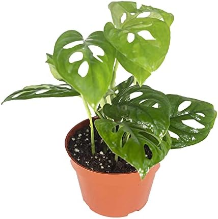 Monstera Adansonii Real Live Indoor Houseplants - Big Low Light Tropical Plant for Air Purifying Decorations - 4" Pots Easy Planting in Homes, Offices, and Outdoor Gardens by CaliforniaTropicals