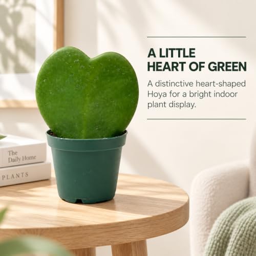 Hoya Heart Kerri Live Plant 2 inch Pot - Heart Succulents Plants Live - Image 5