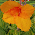 Canna ‘Pretoria’, a Great Live Pond Plant for Your Water Garden. Filters koi and Goldfish Pond. Good for Bogs, Plant Shelf or Shallow Water This marginal Aquatic is a Real Beauty by Chalily