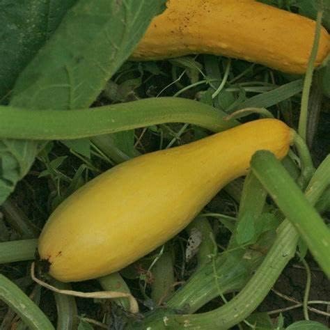 25 Yellow Early Prolific Straightneck Summer Squash Seeds for Planting. Non GMO and Heirloom. 2.5 Grams of Seeds. Garden Vegetable Survival - Image 3