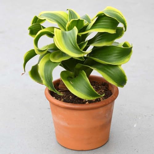 Dracaena Tornado Live Plant for Indoor | Houseplants in 4'' & 6'' Pot - Image 3