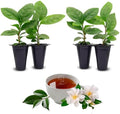 Camelia Tea Plant (4 Pack) | Real Live Plant for Sale | Perfect for Tea Lovers | Hardy and Easy to Grow for Planting | Grow Organic Tea Leaves at Home | Great for Indoor or Outdoor Gardens by FamPlants