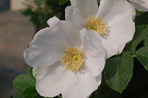 Rosa rugosa 'Alba' (White Rugosa Rosa) Rose, white flowers, #3 - Size Container - Image 2