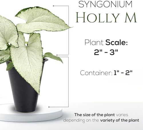 Syngonium Holly M (4 Pack) Live Starter Plants, Variegated Arrowhead Vine Houseplants, Easy Care Indoor Tropical Plants Live, Decorative Foliage Plants - Image 4
