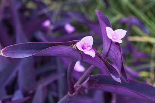 5 Cuttings Purple Heart Wandering Jew - Tradescantia Pallida Purpurea Plant - Image 2