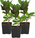 Purple Honeysuckle Plant Live, Fragrant Lonicera Japonica, 2in Pot, 3-Pack by MyShelfie