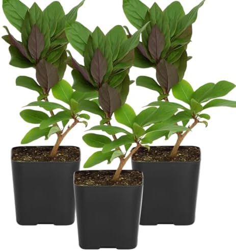 Purple Honeysuckle Plant Live, Fragrant Lonicera Japonica, 2in Pot, 3-Pack by MyShelfie