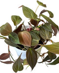 Philodendron Live Plant, Air Purifying, Easy Care, Easy to Grow, Rare Variety, Live Indoor Plant, 4 inch Pot (Philodendron Micans) by hopewindplants