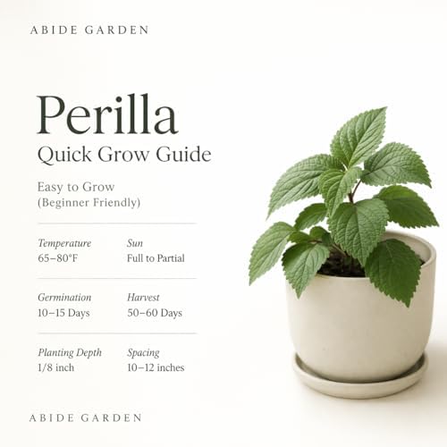 Authentic Korean Perilla Seeds (Kkaennip/Shiso/Sesame Leaf) - Image 4