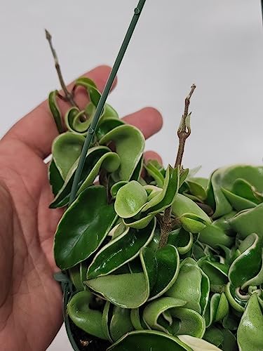 Variegated Hoya Compacta aka Hoya Hindu Rope Variegated Available in 2", 4", and 6" Pot Live Hoya Plant Prime Plants California (2 Small Plants/Stems, 4" Pot) - Image 7