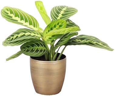 Live Lemon Lime Prayer Plant, Pet Friendly, Easy to Grow, 4" Pot - Image 2