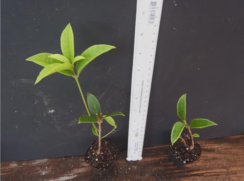 Fragrant Tea Olive Live Plant – Osmanthus fragrans Sweet Olive Shrub – Intensely Fragrant White Blooms – Evergreen Hedge Plant – Rooted Starter - Image 2