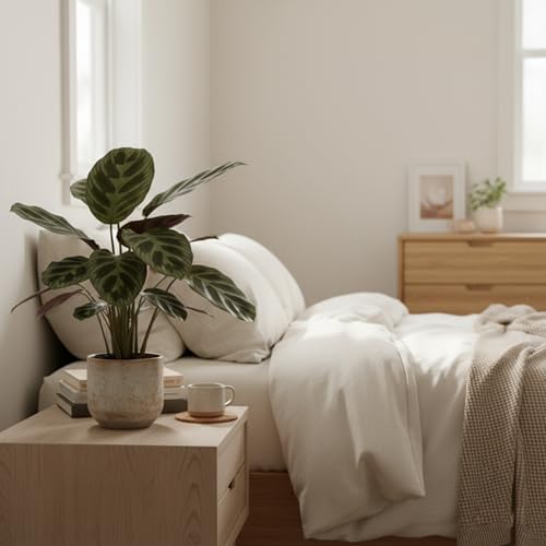 Calathea Collection (4 Pack) Live Plants - Prayer Plants, Air Purifying Plant Indoor, Easy Plants Live Houseplants, Perfect for Home, Room, or Office Decor, Real Plants Indoor/Outdoor - Image 6