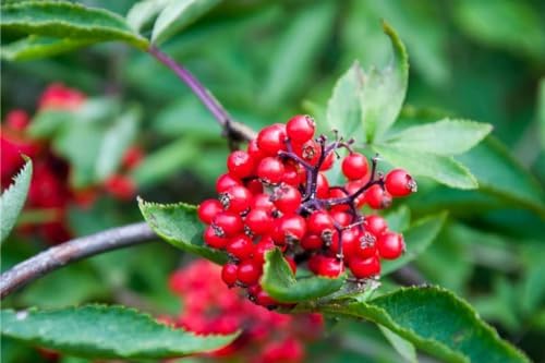 Red Chokeberry Plant Live, Outdoor Berry Bush, 8-12 Inch Tall - Image 5