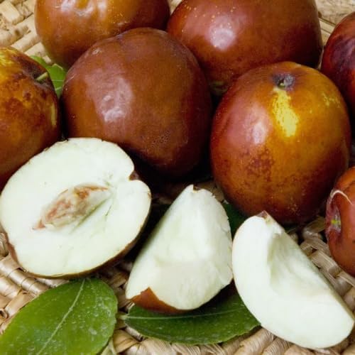 Li Jujube Tree, 8-14" Tall, Cold Hardy Jujube Tree Live Plant, Perennial Sweet Fruit Plants by AVERAR
