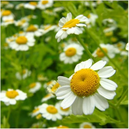 Seed Needs Chamomile Seeds Variety Pack of 2 Non-GMO & Heirloom Tea Herbs - Image 6
