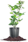 PERFECT PLANTS PrimeArk Freedom BlackBerry Bush 1 Gallon | Live Thornless Fruit for Outdoor Planting | Large Fruits for Home Gardens | Dark Purple Berries Emerge During Early Summer by PerfectPlantsNursery