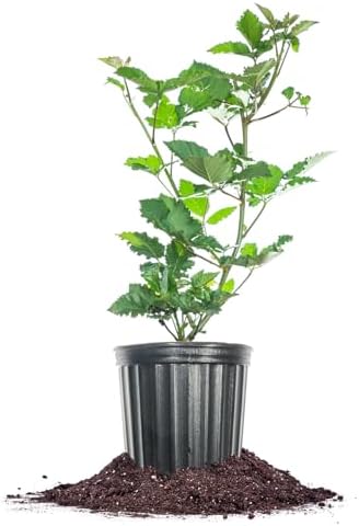 PERFECT PLANTS PrimeArk Freedom BlackBerry Bush 1 Gallon | Live Thornless Fruit for Outdoor Planting | Large Fruits for Home Gardens | Dark Purple Berries Emerge During Early Summer by PerfectPlantsNursery
