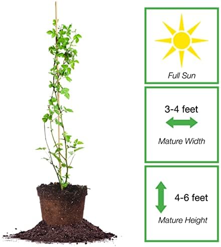 PERFECT PLANTS Perfect Plants Arapaho BlackBerry Bush 3 Gallon | Live Fruit Trees for Outdoor Planting | Self Fertile Blackberries & Thornless for Easy Picking | Sweet & Healthy Black Berries - Image 2