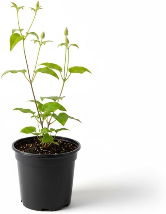 Pink Clematis Vine Plant, Clematis Vine Plants Live in 2.5 Inch Pot - Image 2